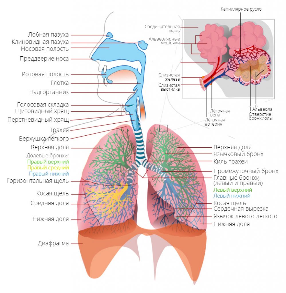 Схема дыхательной системы человека