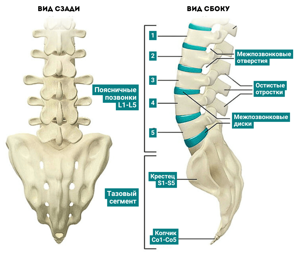 Строение поясничного отдела позвоночника