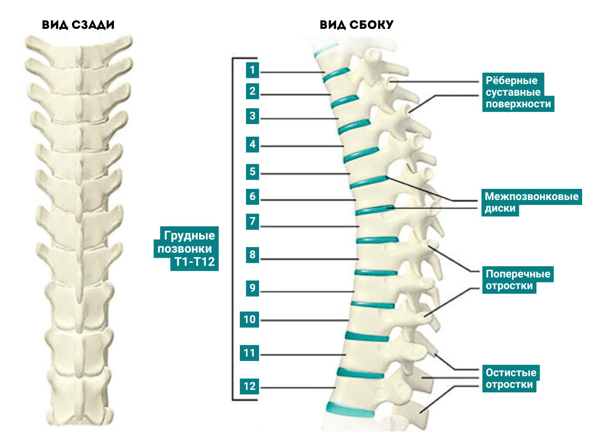 Строение грудного отдела позвоночника