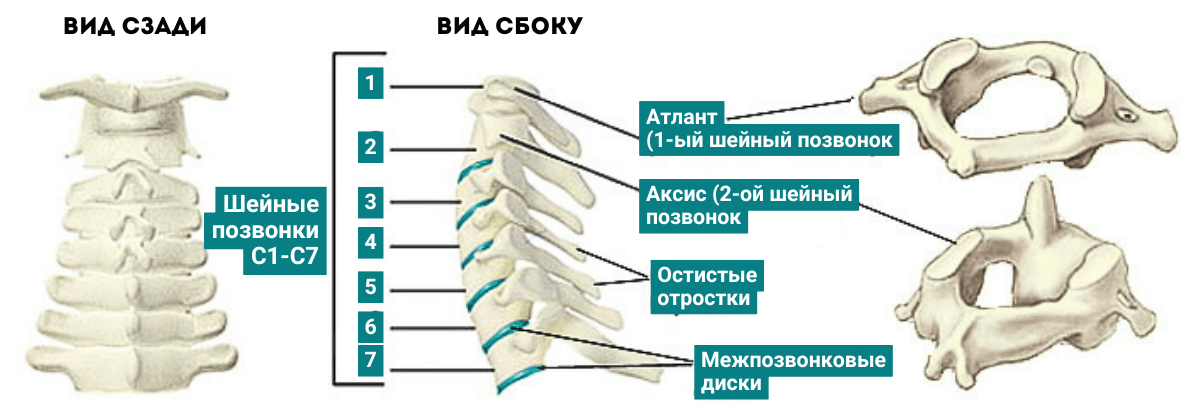 Строение шейного отдела позвоночника