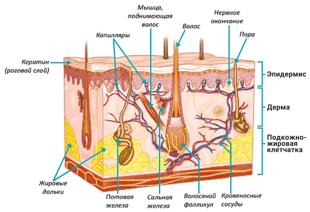 Строение кожи: эпидермис, дерма и подкожно-жировая клетчатка