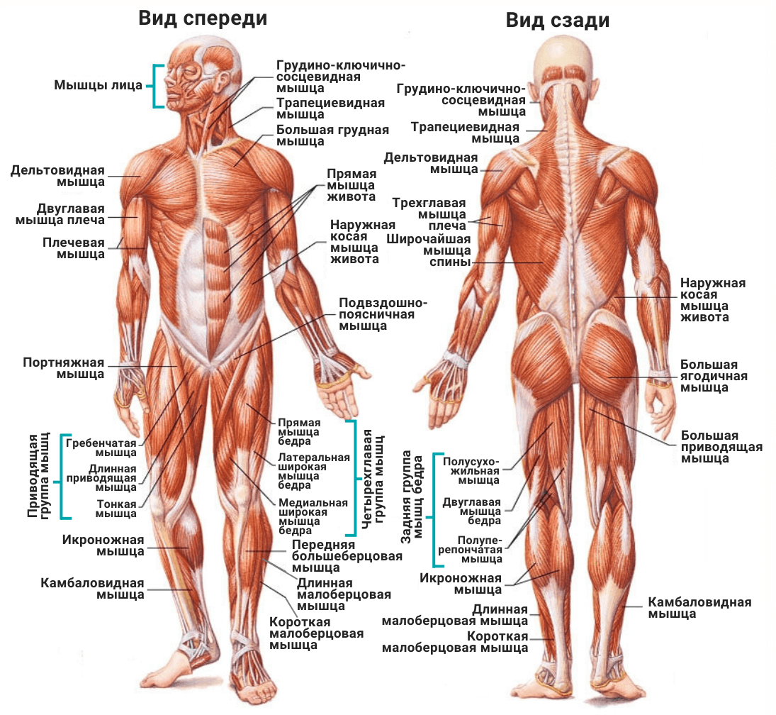Основные мышцы тела человека