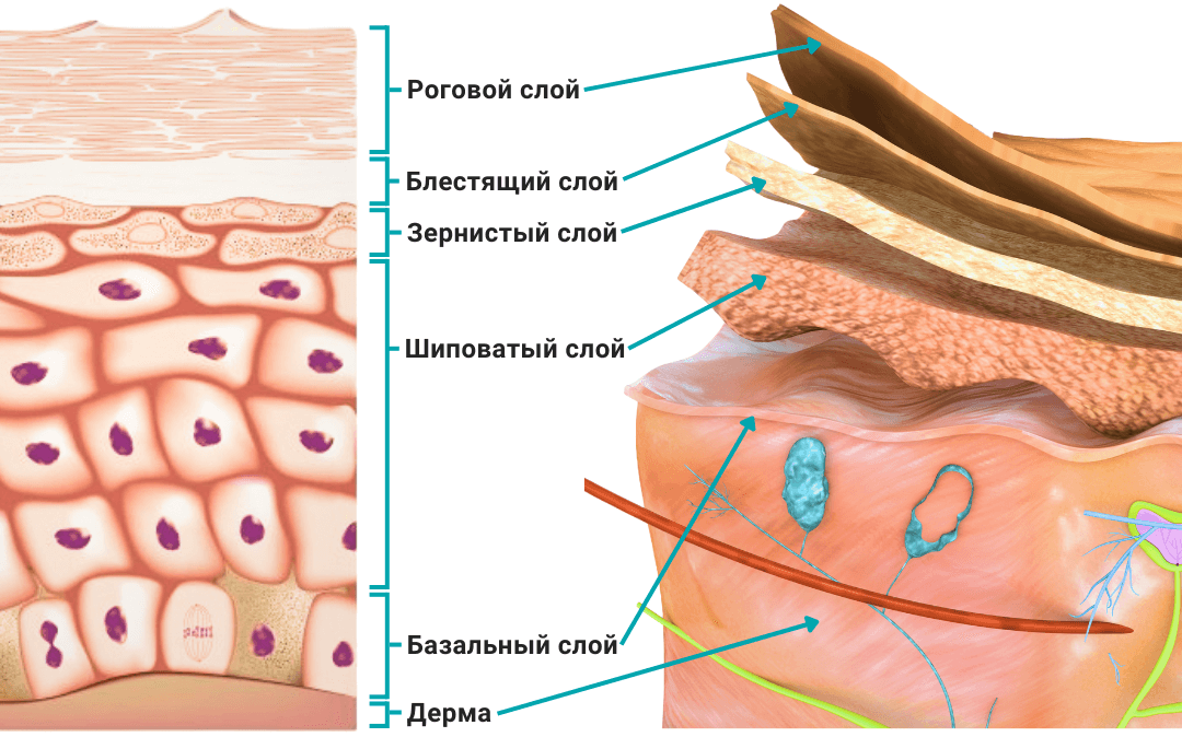 Строение эпидермиса