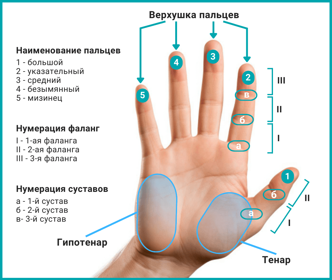 Кисть массажиста (массирующего), это основной инструмент воздействия на массируемые ткани