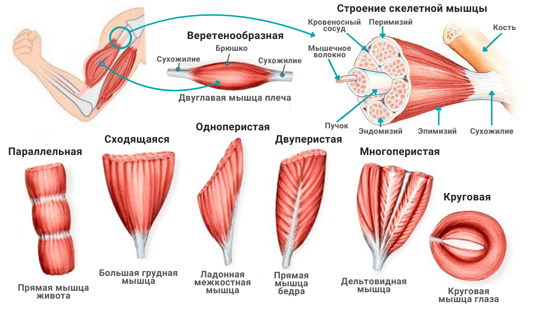 Строение и виды мышц