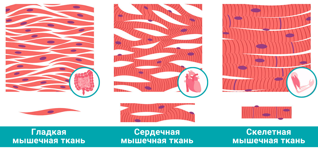 Типы мышечной ткани